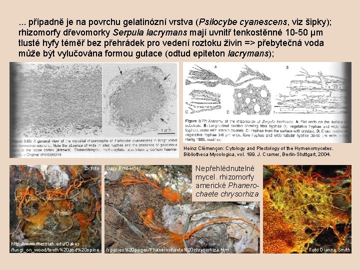 . . . případně je na povrchu gelatinózní vrstva (Psilocybe cyanescens, viz šipky); rhizomorfy