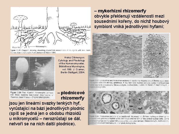 – mykorhizní rhizomorfy obvykle překlenují vzdálenosti mezi sousedními kořeny, do nichž houbový symbiont vniká
