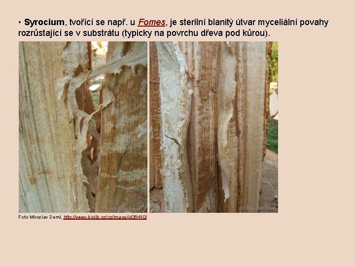  • Syrocium, tvořící se např. u Fomes, je sterilní blanitý útvar myceliální povahy