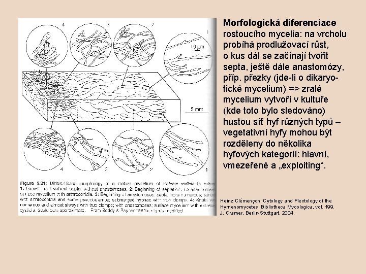 Morfologická diferenciace rostoucího mycelia: na vrcholu probíhá prodlužovací růst, o kus dál se začínají