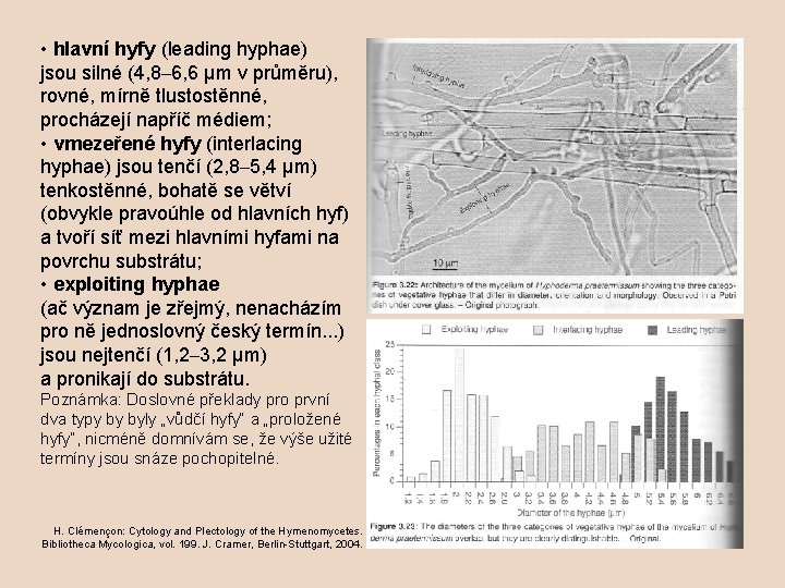  • hlavní hyfy (leading hyphae) jsou silné (4, 8– 6, 6 µm v