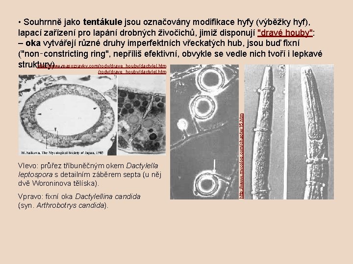  • Souhrnně jako tentákule jsou označovány modifikace hyfy (výběžky hyf), lapací zařízení pro