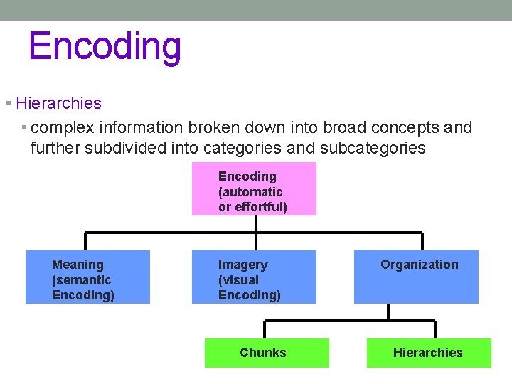 Encoding § Hierarchies § complex information broken down into broad concepts and further subdivided