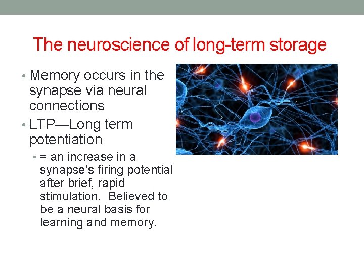 The neuroscience of long-term storage • Memory occurs in the synapse via neural connections