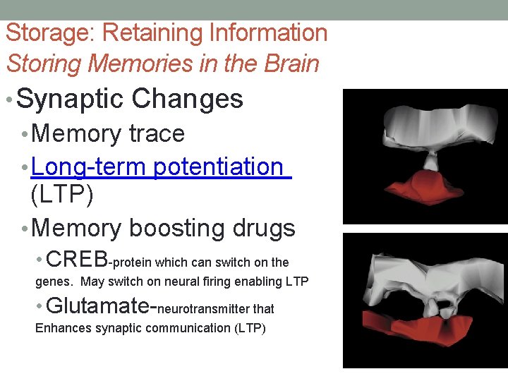 Storage: Retaining Information Storing Memories in the Brain • Synaptic Changes • Memory trace