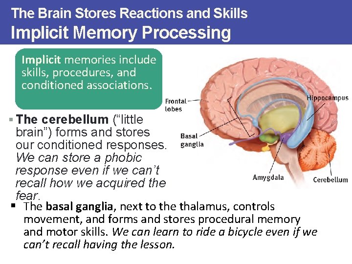 The Brain Stores Reactions and Skills Implicit Memory Processing Implicit memories include skills, procedures,