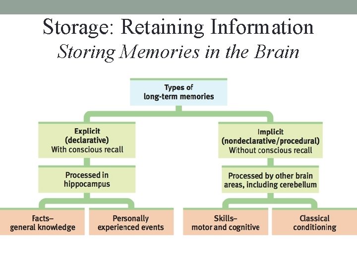 Storage: Retaining Information Storing Memories in the Brain Storage: Retaining Information Storing Memories in the Brain