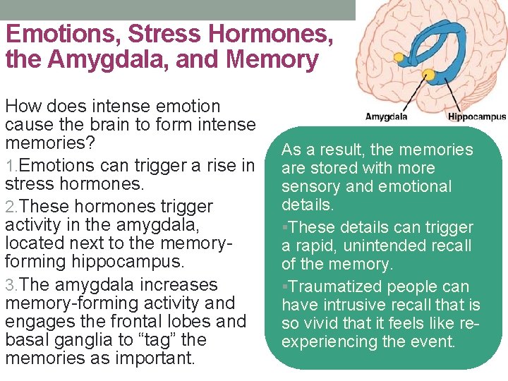 Emotions, Stress Hormones, the Amygdala, and Memory How does intense emotion cause the brain Emotions, Stress Hormones, the Amygdala, and Memory How does intense emotion cause the brain