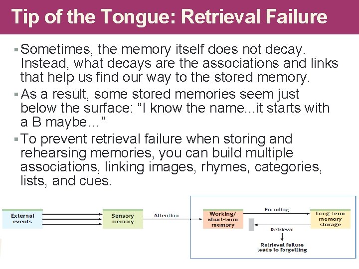 Tip of the Tongue: Retrieval Failure § Sometimes, the memory itself does not decay. Tip of the Tongue: Retrieval Failure § Sometimes, the memory itself does not decay.