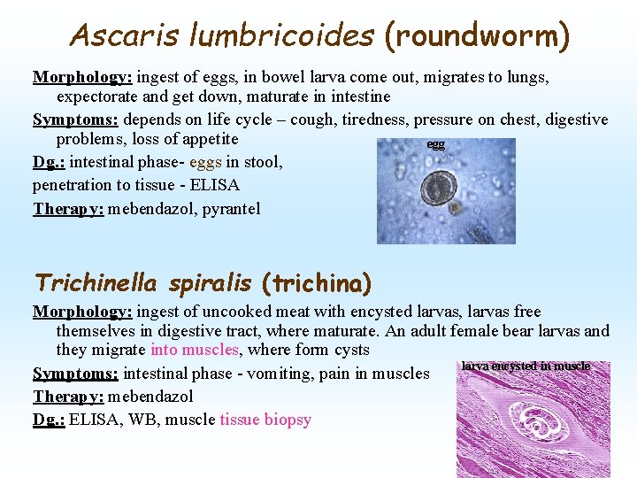 Ascaris lumbricoides (roundworm) Morphology: ingest of eggs, in bowel larva come out, migrates to
