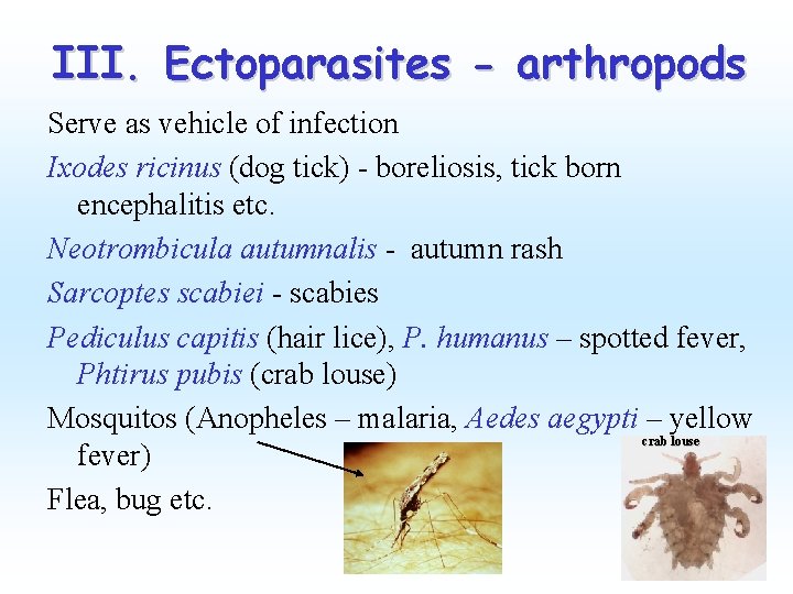 III. Ectoparasites - arthropods Serve as vehicle of infection Ixodes ricinus (dog tick) -