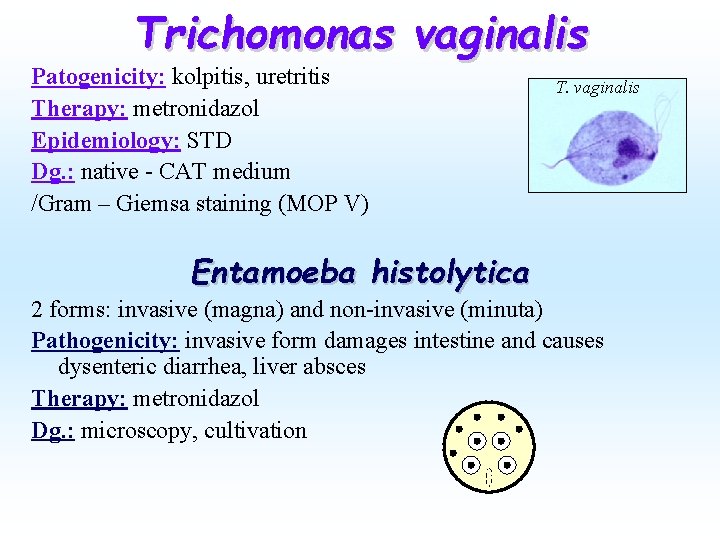 Trichomonas vaginalis Patogenicity: kolpitis, uretritis Therapy: metronidazol Epidemiology: STD Dg. : native - CAT