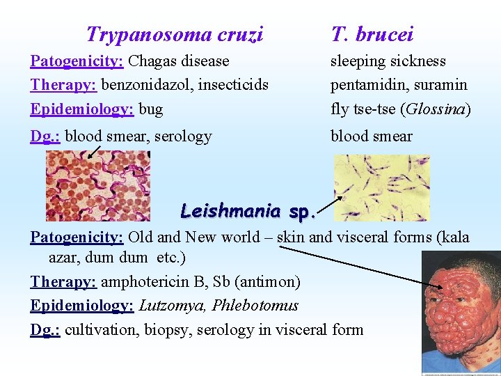 Trypanosoma cruzi T. brucei Patogenicity: Chagas disease Therapy: benzonidazol, insecticids Epidemiology: bug sleeping sickness