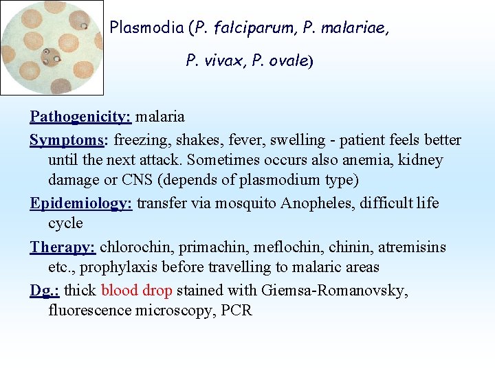 Plasmodia (P. falciparum, P. malariae, P. vivax, P. ovale) Pathogenicity: malaria Symptoms: freezing, shakes,