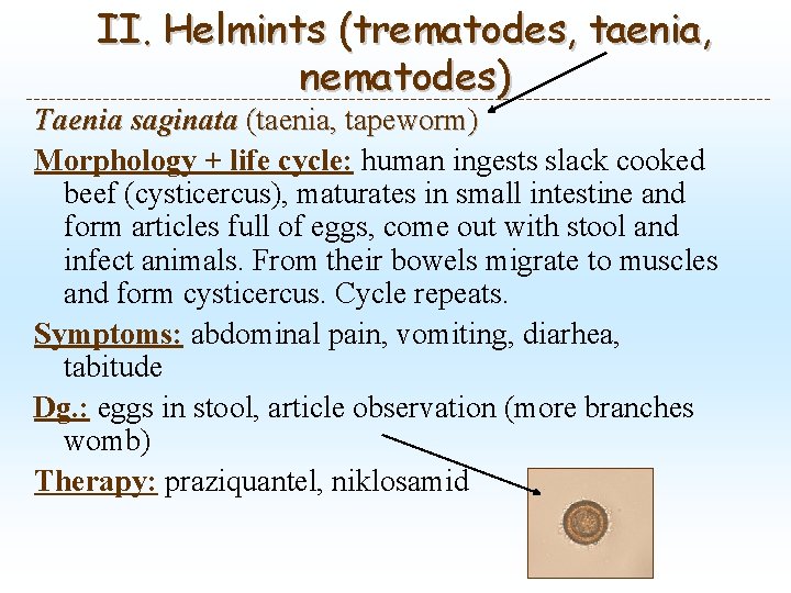 II. Helmints (trematodes, taenia, nematodes) Taenia saginata (taenia, tapeworm) Morphology + life cycle: human