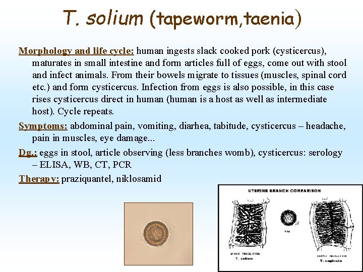 T. solium (tapeworm, taenia) Morphology and life cycle: human ingests slack cooked pork (cysticercus),