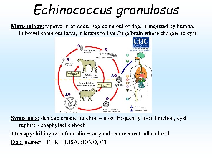 Echinococcus granulosus Morphology: tapeworm of dogs. Egg come out of dog, is ingested by