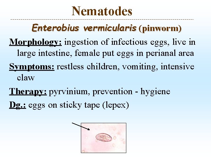 Nematodes Enterobius vermicularis (pinworm) Morphology: ingestion of infectious eggs, live in large intestine, female