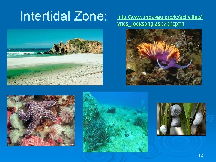 Intertidal Zone: http: //www. mbayaq. org/lc/activities/l yrics_rocksong. asp? bhcp=1 12 