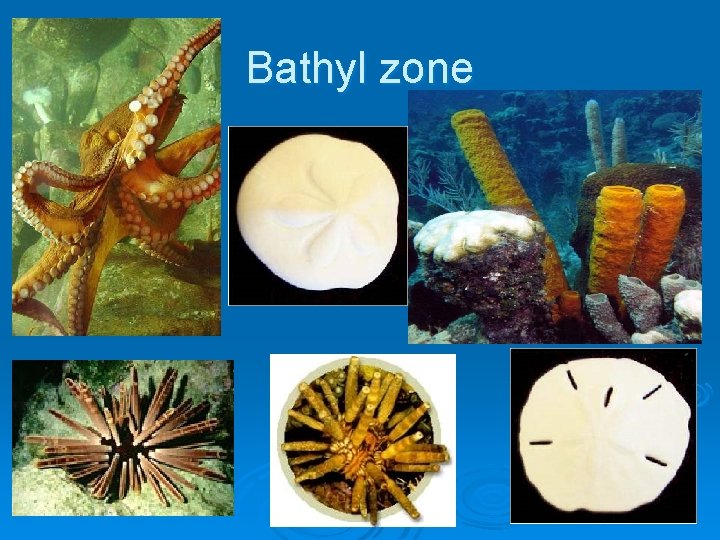 Bathyl zone 17 