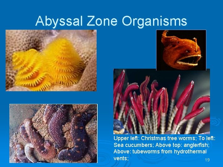 Abyssal Zone Organisms Upper left: Christmas tree worms; To left: Sea cucumbers; Above top: