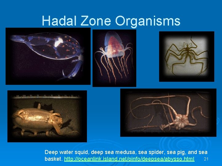 Hadal Zone Organisms Deep water squid, deep sea medusa, sea spider, sea pig, and