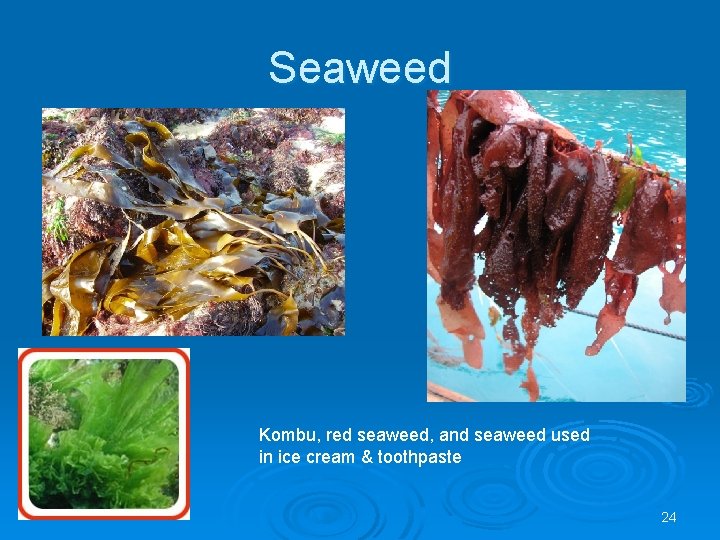Seaweed Kombu, red seaweed, and seaweed used in ice cream & toothpaste 24 