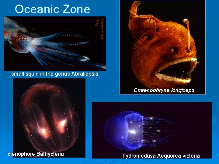 Oceanic Zone small squid in the genus Abraliopsis Chaenophryne longiceps ctenophore Bathyctena hydromedusa Aequorea