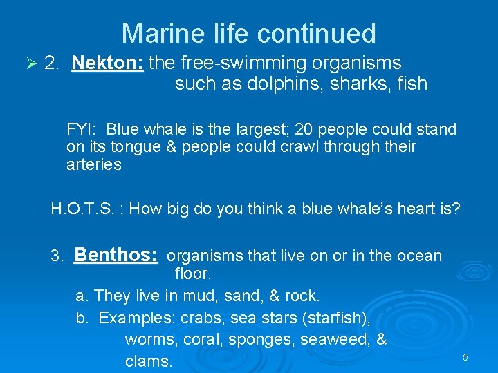 Marine life continued Ø 2. Nekton: the free-swimming organisms such as dolphins, sharks, fish