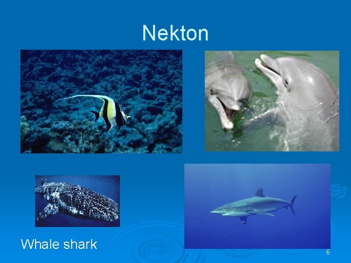 Nekton Whale shark 6 