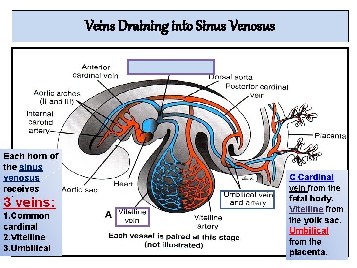 Veins Draining into Sinus Venosus Each horn of the sinus venosus receives 3 veins: