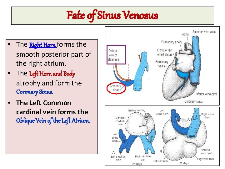 Fate of Sinus Venosus • The Right Horn forms the smooth posterior part of