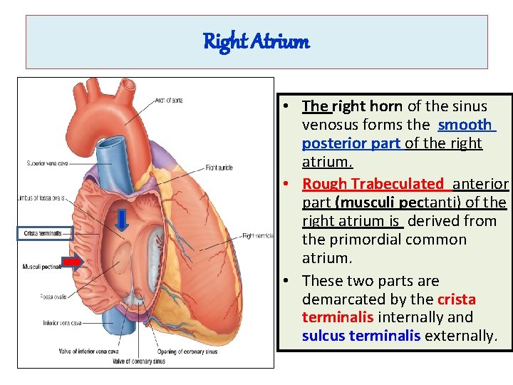 Right Atrium • The right horn of the sinus venosus forms the smooth posterior