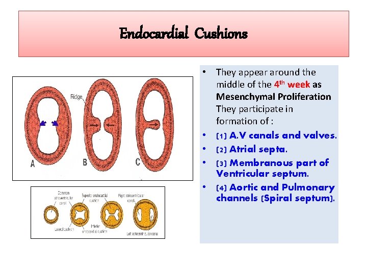 Endocardial Cushions • They appear around the middle of the 4 th week as