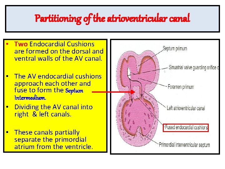 Partitioning of the atrioventricular canal • Two Endocardial Cushions are formed on the dorsal