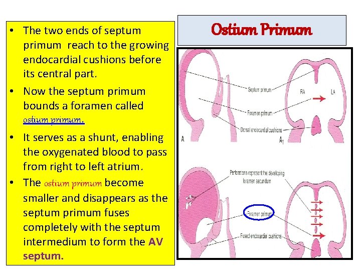  • The two ends of septum primum reach to the growing endocardial cushions