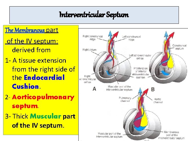 Interventricular Septum The Membranous part of the IV septum: derived from 1 - A