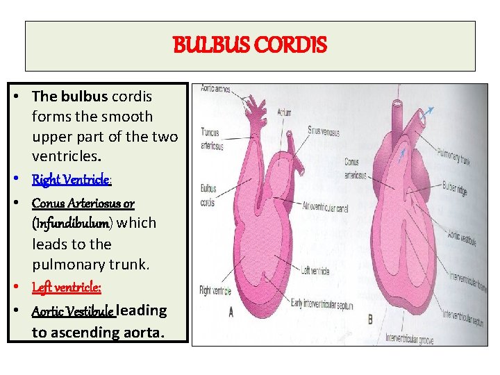 BULBUS CORDIS • The bulbus cordis forms the smooth upper part of the two