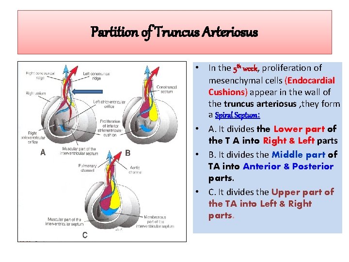 Partition of Truncus Arteriosus • In the 5 th week, proliferation of mesenchymal cells
