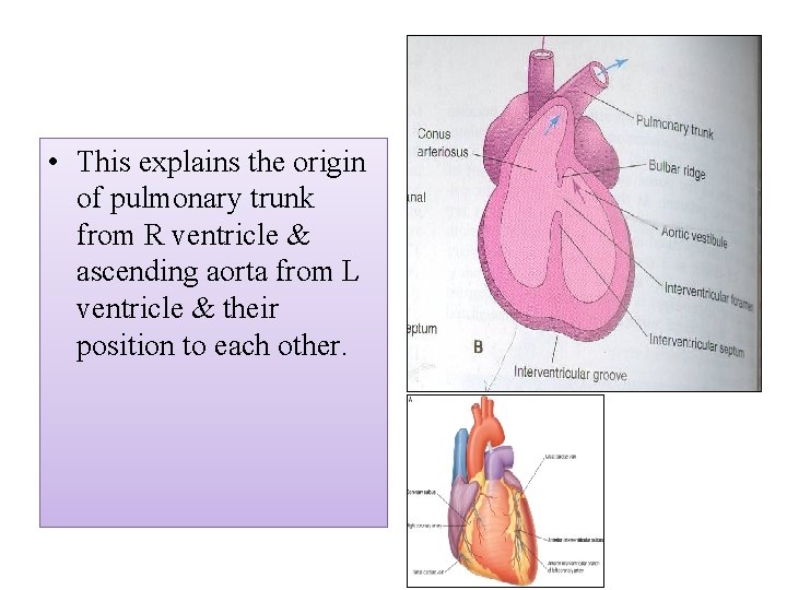  • This explains the origin of pulmonary trunk from R ventricle & ascending