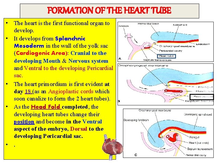 FORMATION OF THE HEART TUBE • The heart is the first functional organ to