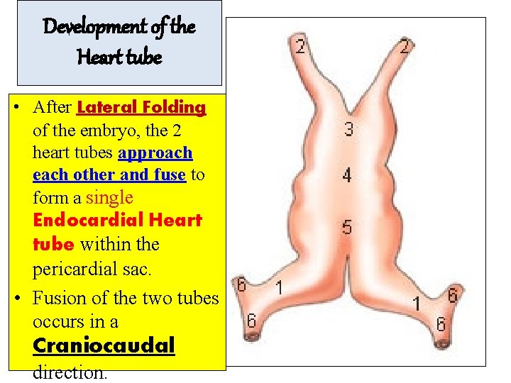 Development of the Heart tube • After Lateral Folding of the embryo, the 2