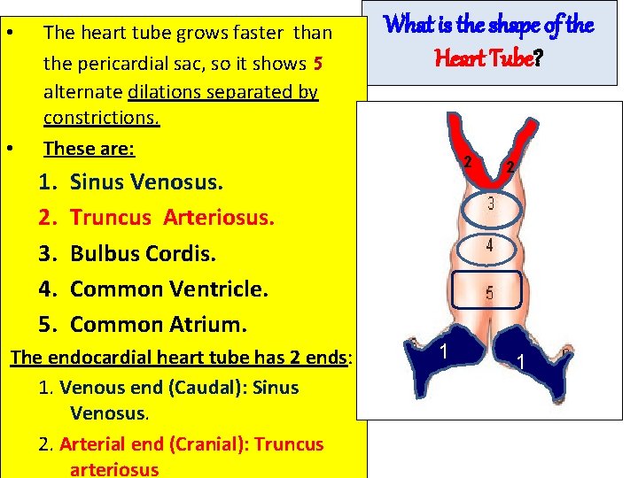  • • The heart tube grows faster than the pericardial sac, so it