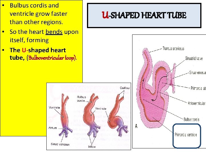  • Bulbus cordis and ventricle grow faster than other regions. • So the