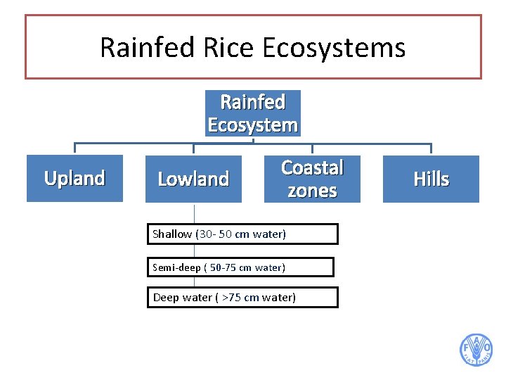 Rainfed Rice Ecosystems Rainfed Ecosystem Upland Lowland Coastal zones Shallow (30 - 50 cm