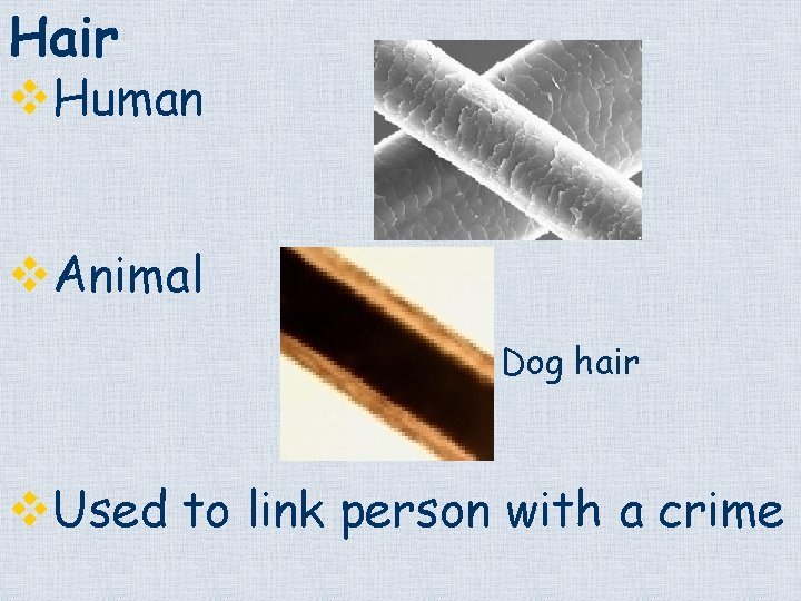 Hair v. Human v. Animal Dog hair v. Used to link person with a