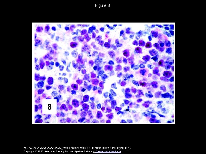 Figure 8 The American Journal of Pathology 2003 162243 -253 DOI: (10. 1016/S 0002