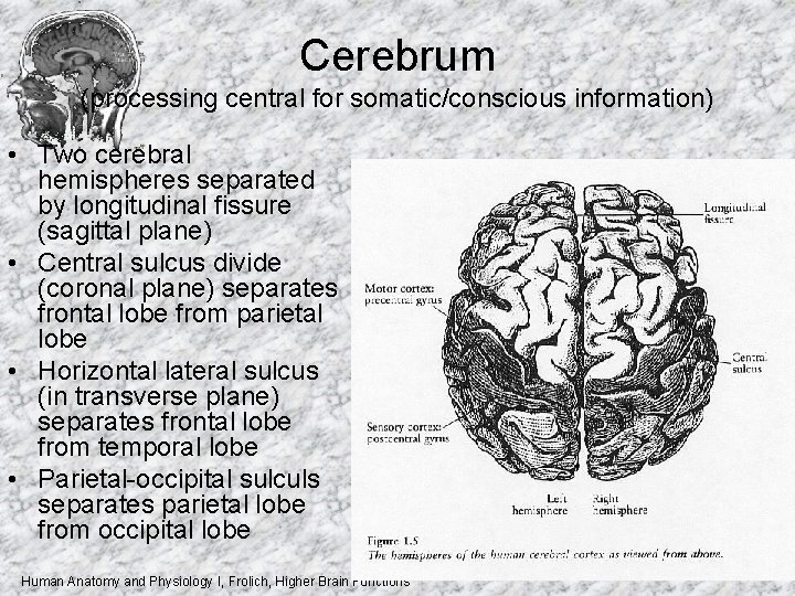 Cerebrum (processing central for somatic/conscious information) • Two cerebral hemispheres separated by longitudinal fissure