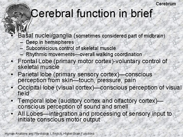 Cerebrum Cerebral function in brief • Basal nuclei/ganglia (sometimes considered part of midbrain) –