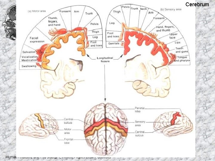 Cerebrum Human Anatomy and Physiology I, Frolich, Higher Brain Functions 